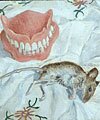 Rodent and Dentures, 1999 - Oil on Wood, 150 x 110 mm. £3000 plus VAT (exc. P&P) + SOLD